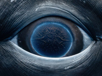 Close-up of a whale's eye with intricate textures, surrounded by smooth, dark gray skin. The image conveys a calm and mysterious mood.