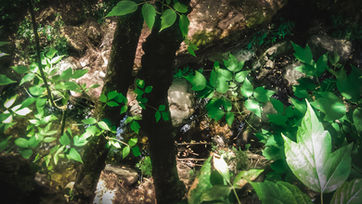 The Forest Jungle of La Palma de Cervello 7.jpg