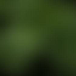 GREENJAM：オリジナルECサイトオープン