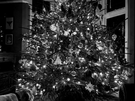 Elsie, the rescue boxer puppy, gazes in awe at the sparkling Christmas tree, her eyes filled with wonder and curiosity.
