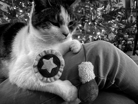 Mooby the cat lounges on Mike's lap, with his Christmas toys, as the festive tree twinkles in the background.