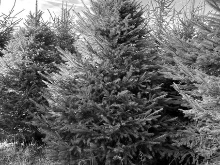 Rows of lush evergreens stand tall under a bright sky, ready to bring festive cheer as Christmas trees.