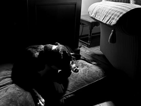 A brindle boxer dog (Charlie) rests peacefully on a cozy cushion, embraced by the soft interplay of light and shadow in a tranquil room setting. He is ignoring the loud fireworks going off outside.