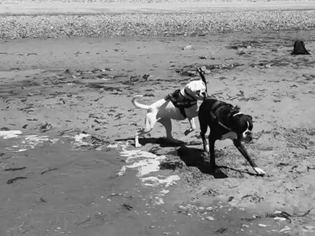Rescue Boxer dogs playing on a beach.