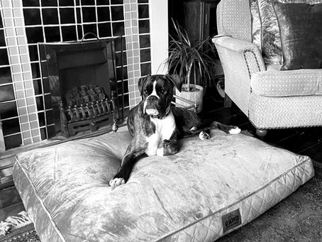 A relaxed boxer dog (Charlie) lounges comfortably on a plush cushion in front of a classic fireplace, adding a cozy charm to the elegant room.