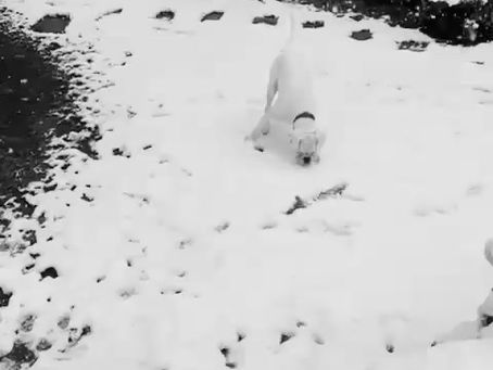 Last year, the snow came down and Elsie the boxer dog raced through the garden, ears flying, paws sinking. 