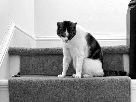 A contemplative cat (Mooby) sits on a stair, bathed in soft light, creating a serene and peaceful moment. He is people and dog watching.