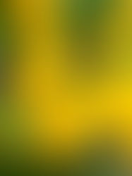 All season Tecoma Yellow Flower in bloom in the summertime