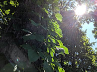 The sun shines down on leaves on a tree.