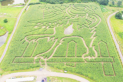 The corn maze at Samascott's Garden Market is open annually every September and October