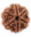 Original 6 Mukhi Rudraksha