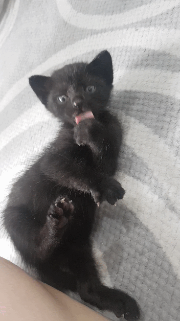 Black kitten gif