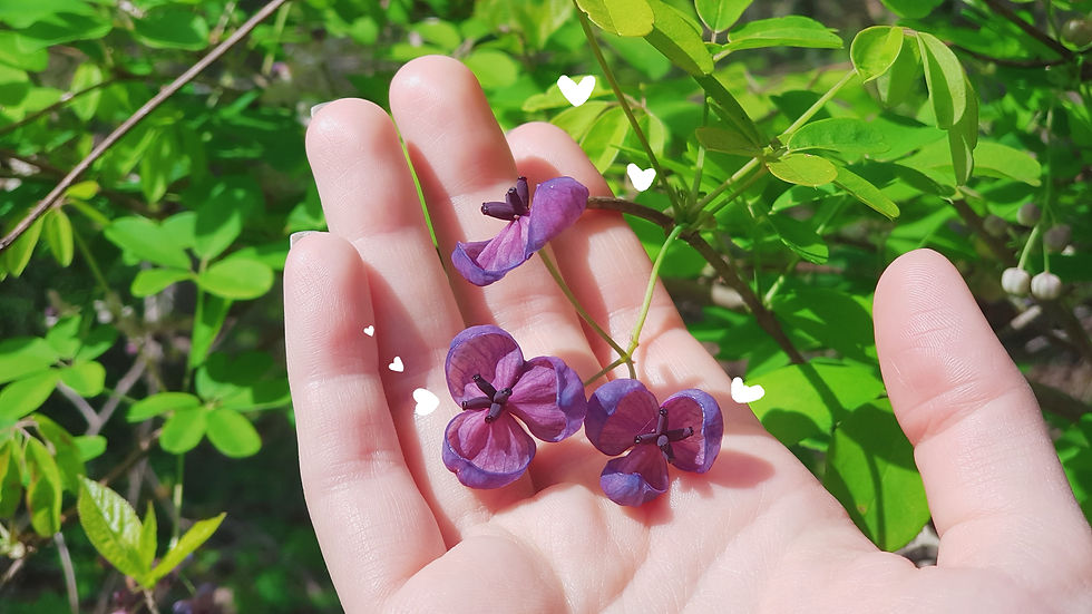 Cute purply flowers