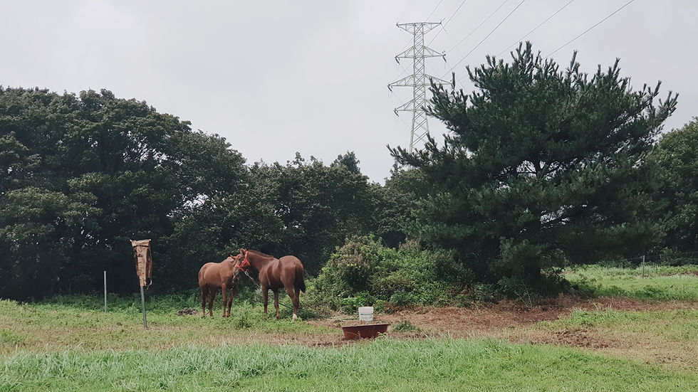 Jeju ponies at nokkome oreum