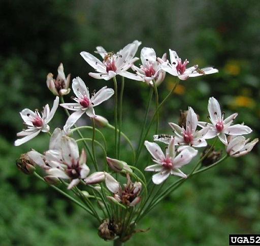 Flowering-rush-Leslie-J.-Mehrhoff-University-of-Connecticut-Bugwood.org2_.jpg