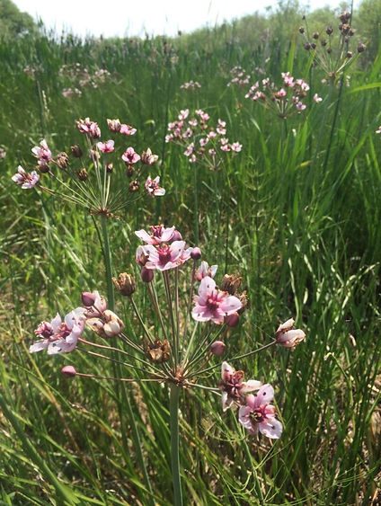 Flowering-rush-Todd-Green-scaled.jpg