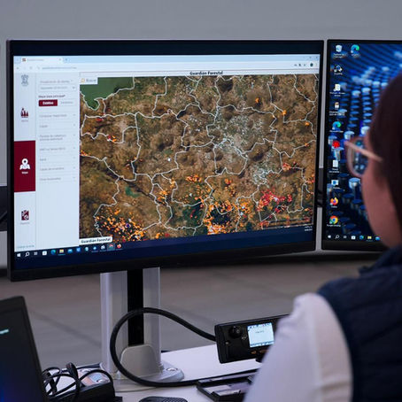 Suman 48 denuncias por tala y cambio de uso de suelo en la Reserva de la Biósfera Mariposa Monarca