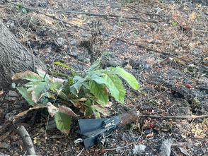 #ReportedeGuerra; en Apatzingán SSP y SEDENA, asegura 6 artefactos explosivos. No hay detenidos