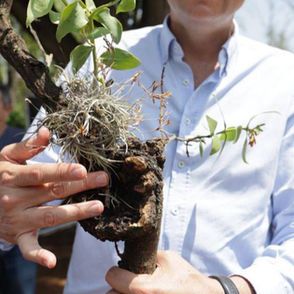 Arranca En Morelia, 2da Etapa de Recuperación de Árboles