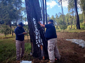 Cumplimenta FGE orden de cateo y asegura predio relacionado en delitos contra el ambiente; se detectó plantación de aguacate