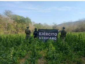 Agentes federales y estatal destruyen 30 mil plantas de mariguana en Arteaga