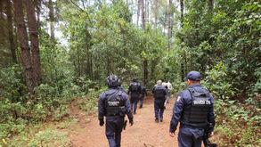 Vigilancia forestal persiste en Michoacán, pero la tala clandestina y el cambio de uso de suelo continúan avanzando