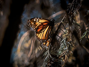 Monarcas en Michoacán: maravilla natural en medio de carreteras inseguras y abandono gubernamental