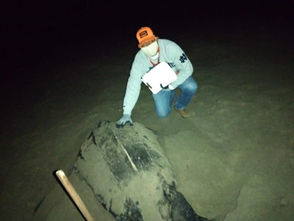 Continúan desove de tortugas Laúd en costas michoacanas