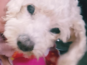 MUERE LA PERRITA CIEGA AURORA, PROTECTORES DE ANIMALES EXIGEN JUSTICIA