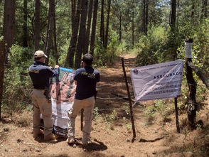 En cateo, asegura FGE predio relacionado en delitos contra el ambiente con fines de plantación