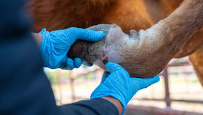 ALERTA SANITARIA | Detectan gusano barrenador en ganado; refuerzan cerco en Michoacán