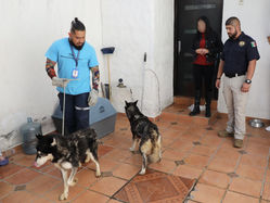 Rescata Fiscalía General, a dos ejemplares caninos en condiciones de maltrato animal