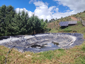 Cumplimenta FGE orden de cateo y asegura predio relacionado en delitos contra el ambiente; se detectó plantación de aguacate