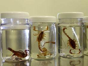 SSM intensifica las acciones preventivas contra picaduras de alacrán