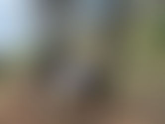 En cateo realizado en el municipio de Morelia, asegura Fiscalía General predio relacionado en delitos contra el ambiente