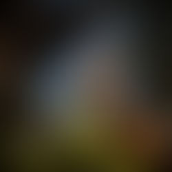 Reserva de la Biosfera Mariposa Monarca cumple 17 años como Patrimonio Mundial