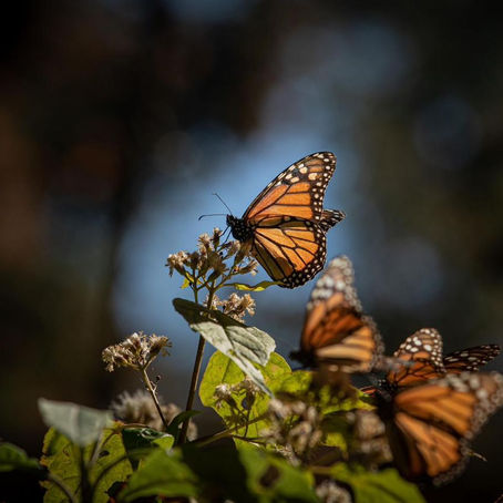 Reserva de la Biosfera Mariposa Monarca cumple 17 años como Patrimonio Mundial
