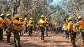 Michoacán logra reducir más del 44 % la superficie afectada por incendios forestales