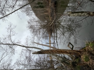 Pond with gray sky and trees