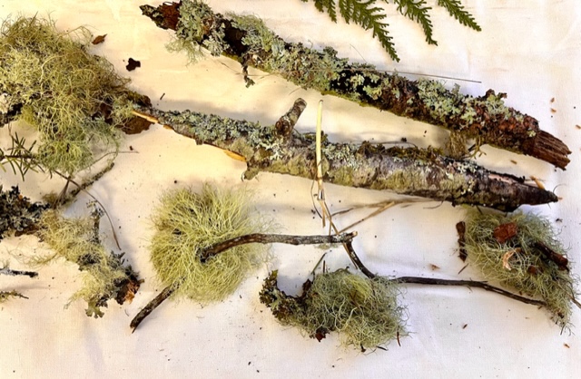 Collected moss and lichen on a table