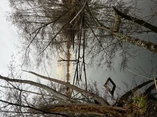 Pond with branches, reflections and gray sky