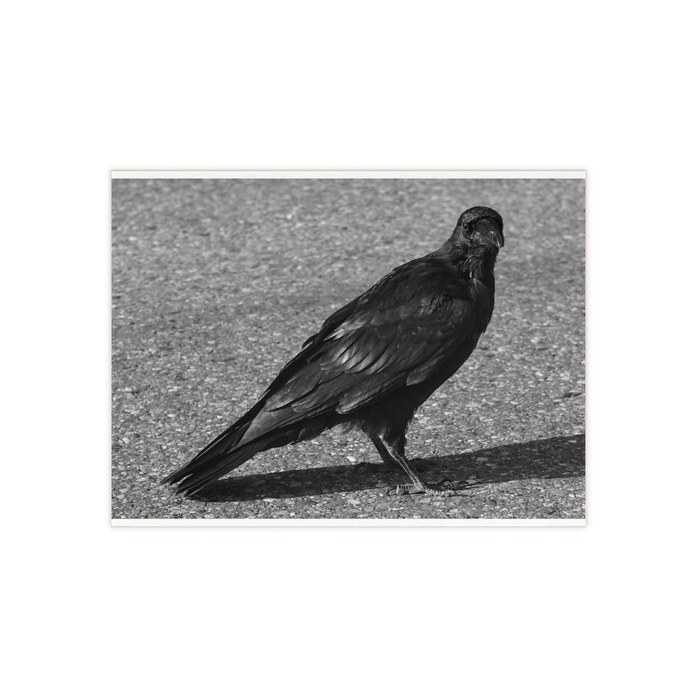 Ceramic Tile - Black and White Raven Photo Decor
