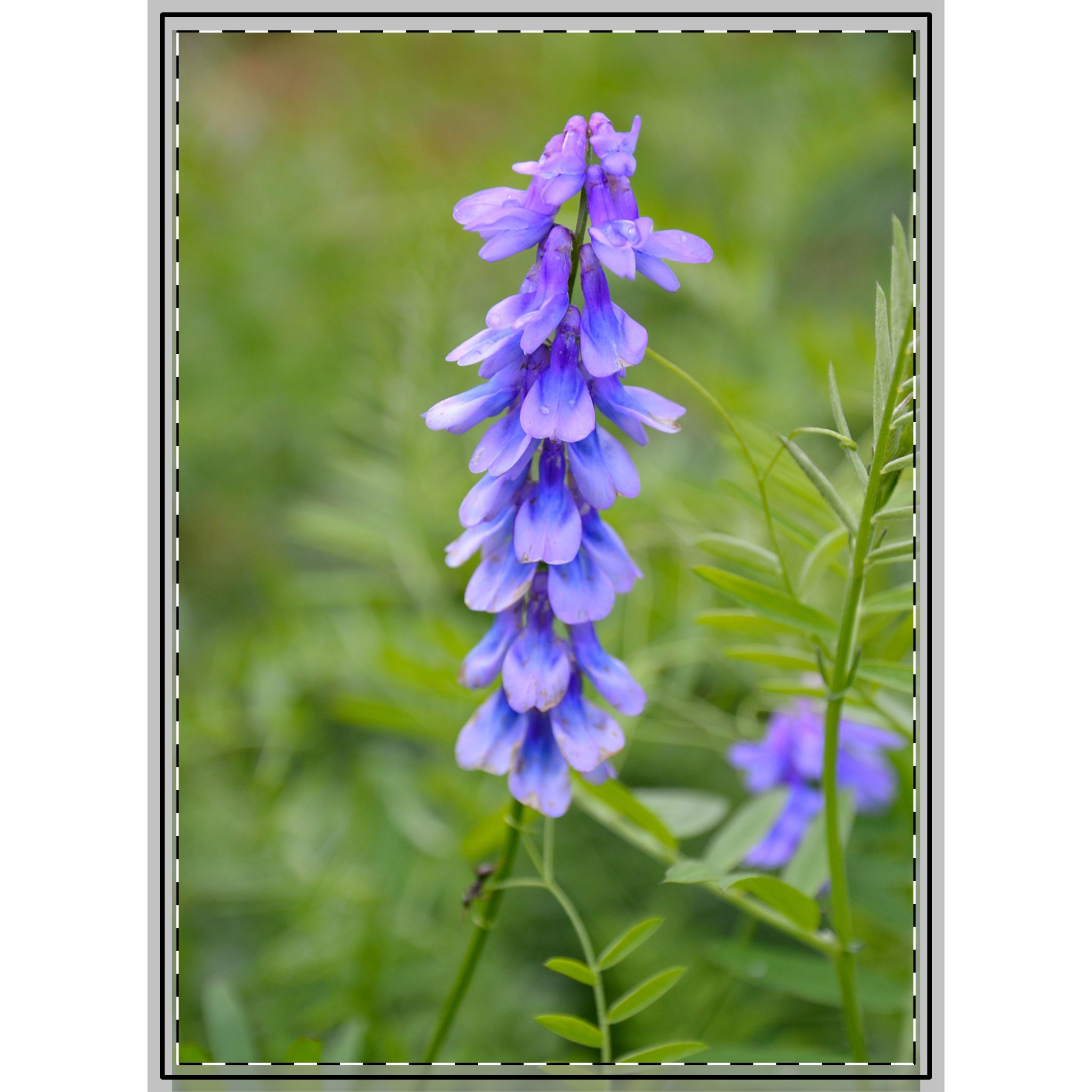 Woven Tapestry - Spring Flower Design