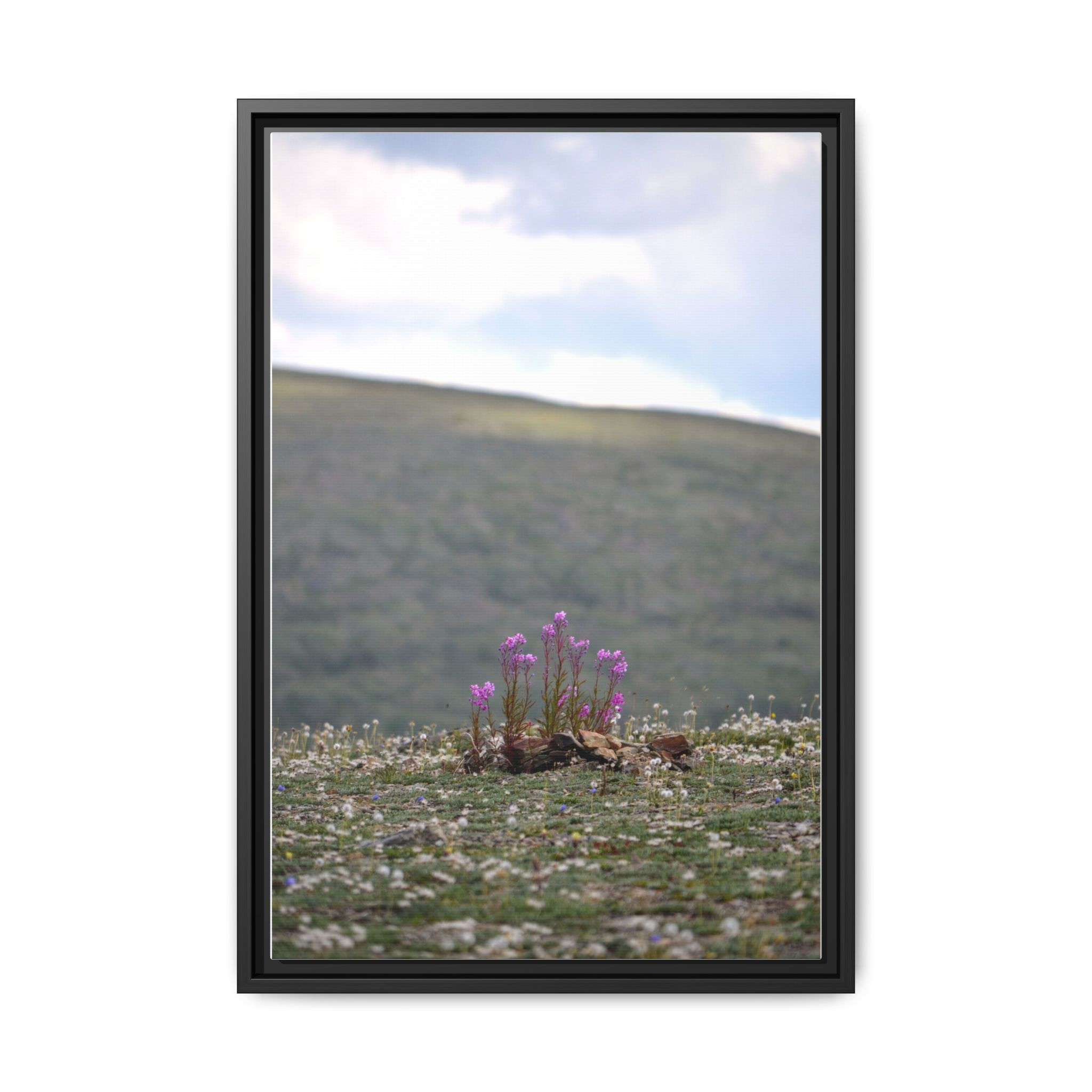 Fireweed on Eagle Summit