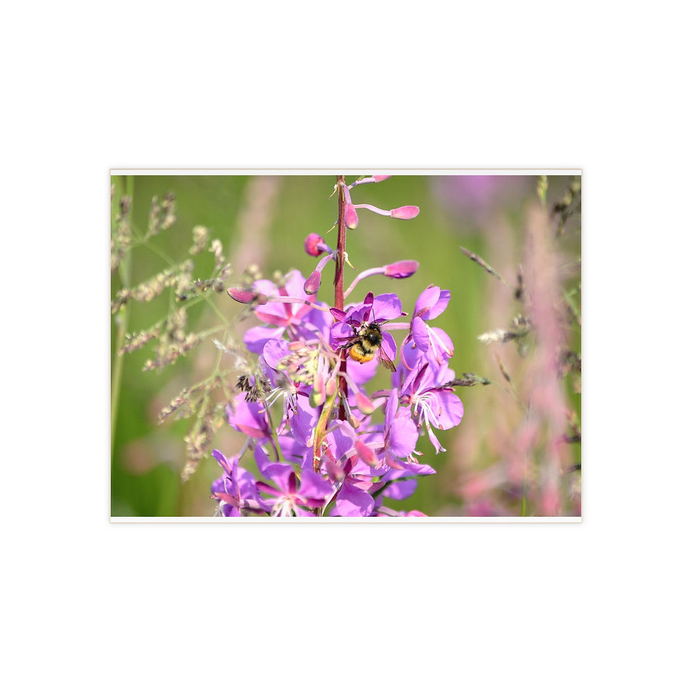 Ceramic Photo Tile - Bee with Fireweed