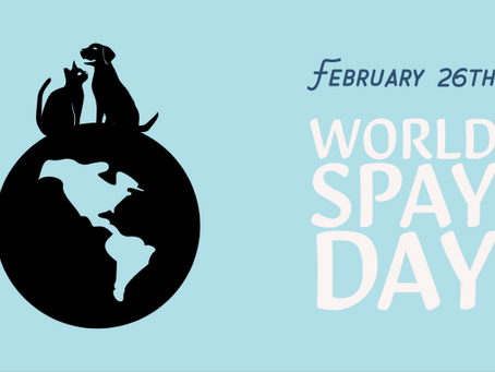 The Importance of World Spay Day: Why Spaying and Neutering Matters