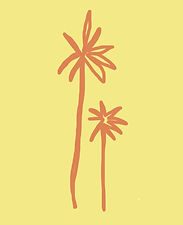 logo nokomis