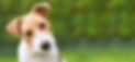 見つめる犬