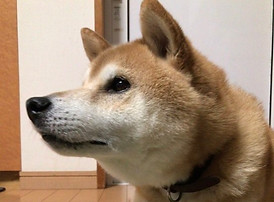 中型犬