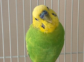 インコなどの小動物